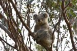 Blue Mountains Koala near Wollemi House