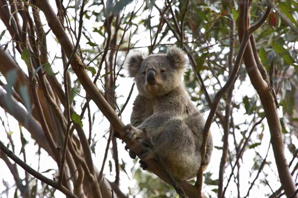 Blue Mountains Koala near Wollemi House